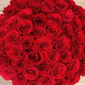 Meet your Posher, Rose